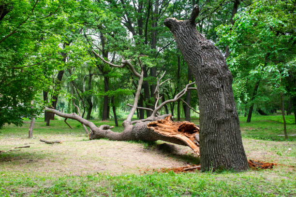 Best Hazardous Tree Removal  in Agler Estates, FL