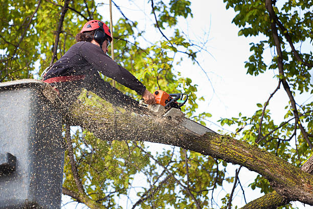 How Our Tree Care Process Works  in  Flagler Estates, FL